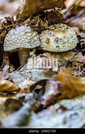 funghi perla, amanita arrossente o funghi di carne (amanita rubescens) Foto Stock