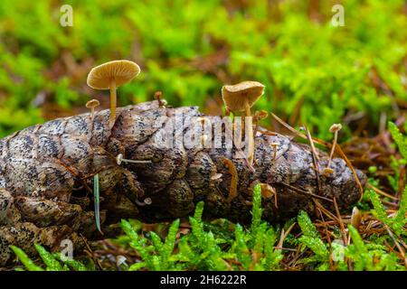 funghi su coni di abete rosso, close-up, foresta ancora-vita Foto Stock