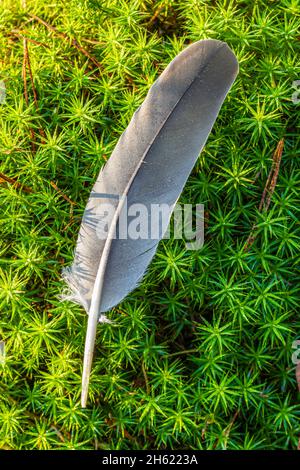 piuma di piccione su muschio verde Foto Stock