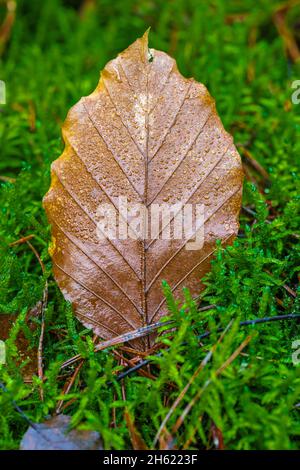 foglie cadute sul pavimento della foresta, natura in dettaglio, foresta ancora vita Foto Stock