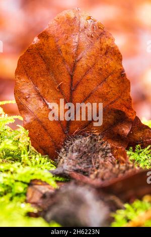 foglie cadute sul pavimento della foresta, natura in dettaglio, foresta ancora vita Foto Stock