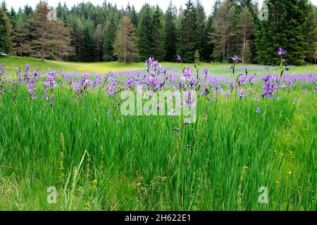 iris siberiano, iris sibirica, iris che cresce sul bordo di un prato bagnato, alpenwelt karwendel, mittenwald, germania, baviera, alta baviera Foto Stock