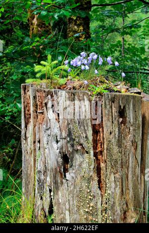 escursione a tortalm (1144 m), bluebells, campanula al bordo del percorso su ceppo di albero, hinterriss, austria, tirolo, europa Foto Stock