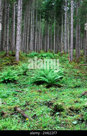 escursione al tortalm (1144 m), felce di fronte alla foresta di abete rosso, foresta di montagna, hinterriss, austria, tirolo, europa Foto Stock