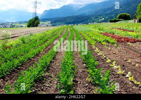 austria,tirolo,absam europe,montagne,catena montuosa,alpi,località,campo vegetale,prezzemolo,insalata,coltivazione,prati,campi,alberi,fiore,stagione,estate, Foto Stock