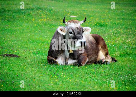 su un prato verde,mucca,cowbell,razza: bestiame grigio tirolese,seduta,prato,gschnitz,wipptal,tirolo,austria Foto Stock