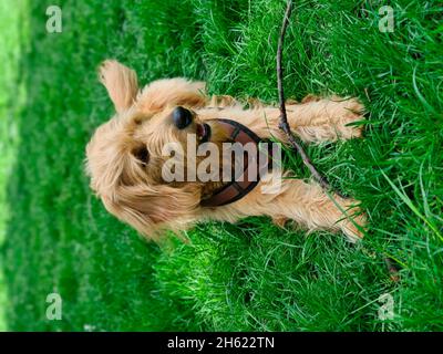 giovane cane in prato (mini goldendoodle) Foto Stock