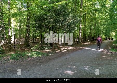 europa,germania,baden-wuerttemberg,regione di schönbuch,herrenberg,escursionisti con cani su un percorso forestale a schönbuch vicino herrenberg Foto Stock