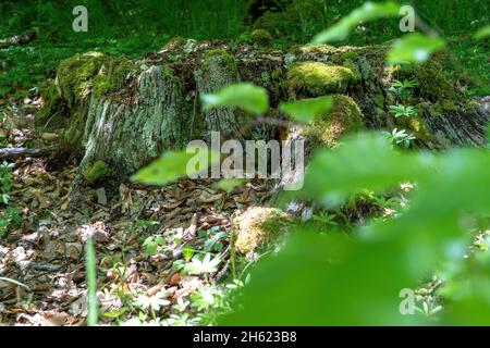 europa,germania,baden-wuerttemberg,regione di schönbuch,waldenbuch,ceppo di alberi ricoperti di muschio sul pavimento della foresta Foto Stock