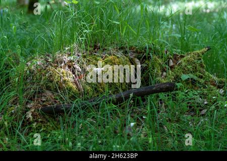 europa,germania,baden-wuerttemberg,regione di schönbuch,waldenbuch,legno morto in eccesso nella foresta Foto Stock