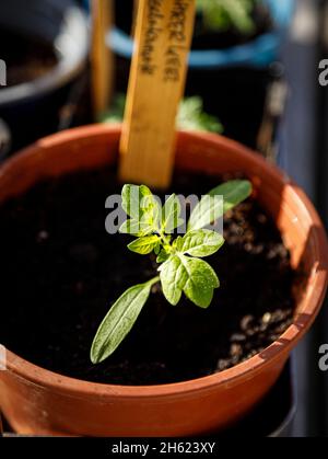 piantine di pomodoro nella pentola della stanza dei bambini Foto Stock