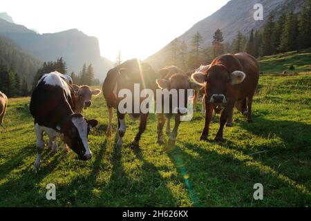 lafatscher-niederleger,mucca,vacca giovane,razza,braunvieh tirolese,retroilluminazione,gegenlichtaufnahem,escursione,alpeggio,tramonto,austria,tirolo,prato alpino Foto Stock