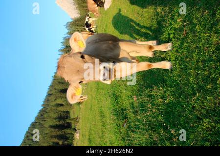 lafatscher-niederleger,mucca,vacca giovane,razza,braunvieh tirolese,sentiero,escursione,alpeggio,tramonto,austria,tirolo,strada,prato alpino Foto Stock