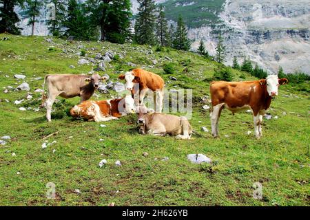 austria,tirolo,klein christen,samertal sulla strada per pfeishütte,montagne,alpi,montagne del karwendel,paesaggio montano,idyll,mucche,razza: bovini bruni tirolesi e bovini simmentari,mucche giovani,mucca,mandria di mucche,atmosfera,estate,rocce,turismo,natura,alberi Foto Stock