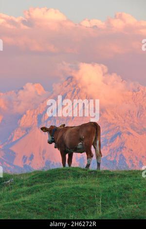 escursione al krüner alm, bestiame simmental di fronte alle montagne del karwendel, tramonto, karwendel, montagne del karwendel, europa, germania, baviera, alta baviera, werdenfelser terra, alpenwelt karwendel, valle dell'isar, krün Foto Stock