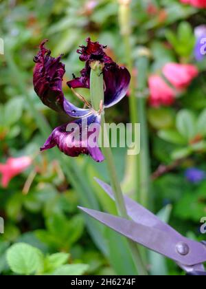 tagliare il tulipano sbiadito (tulipa) Foto Stock