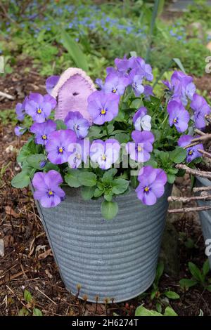 viola cornato (viola cornuta) in una pentola con decorazione Foto Stock