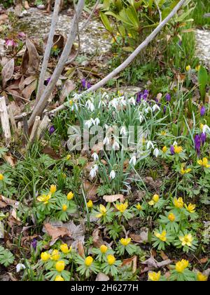 gocce di neve (galanthus nivalis) e svernature (eranthis hyemalis) nel letto Foto Stock