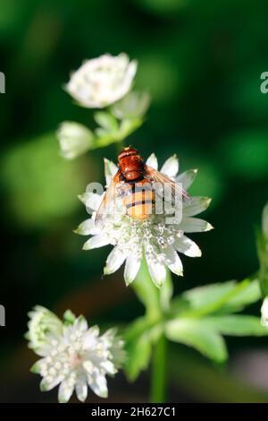 hover hornet volare (volucella zonaria) su grande stella umbel (astantia maggiore) Foto Stock