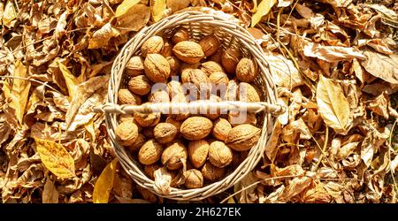 cestino di vimini pieno di noci e circondato da foglie secche Foto Stock