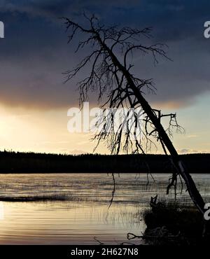 europa,svezia,dalarna,atmosfera autunnale in un lago forestale,idre,riserva naturale städjan-nipfjället,atmosfera serale al lago,pino deadwood Foto Stock