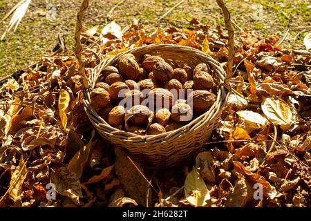 cestino pieno di noci appena rigogide circondato da un mucchio di foglie secche Foto Stock