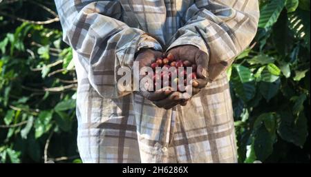 Donna contadina americana africana che mostra raccolti chicchi di caffè rosso nelle sue mani. Donna contadina sta raccogliendo caffè in azienda, caffè arabica. Foto Stock