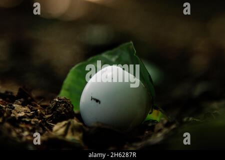 germania,foresta di teutoburg,westerbecker berg,lienen,eggshell Foto Stock