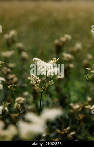 germania,foresta di teutoburg,westerbecker berg,lienen,meadowsweet Foto Stock