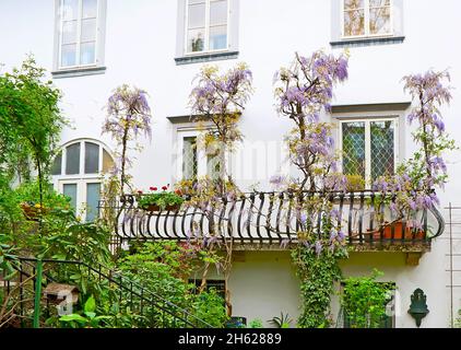 Il panoramico giardino fiorito in un piccolo cortile nel centro storico di Lubiana con cespugli di glicine contorte e vegetazione lussureggiante, Slovenia Foto Stock