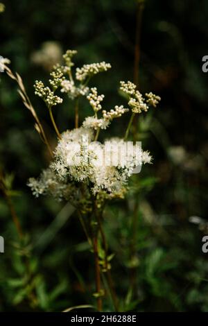 germania,foresta di teutoburg,westerbecker berg,lienen,meadowsweet Foto Stock