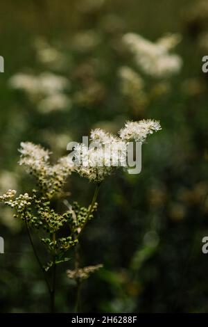 germania,foresta di teutoburg,westerbecker berg,lienen,meadowsweet Foto Stock