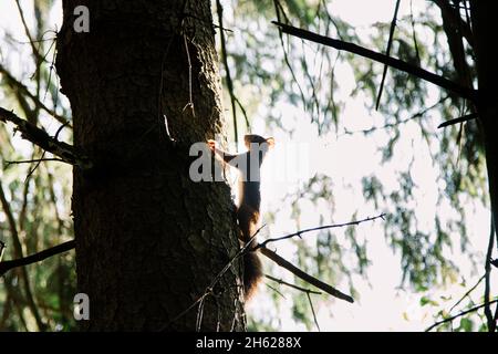 germania,foresta di teutoburg,westerbecker berg,lienen,scoiattoli Foto Stock