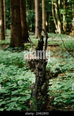 germania,foresta di teutoburg,westerbecker berg,lienen,foresta Foto Stock