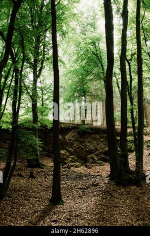 germania,foresta di teutoburg,westerbecker berg,lienen Foto Stock