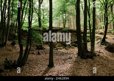 germania,foresta di teutoburg,westerbecker berg,lienen Foto Stock