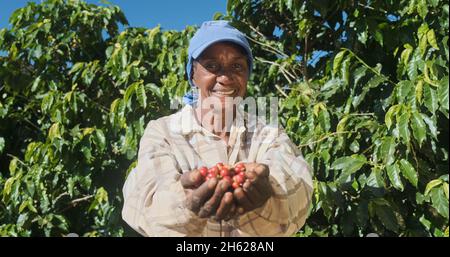 Donna contadina latina che mostra raccolti chicchi di caffè rosso nelle sue mani. Donna contadina sta raccogliendo caffè in azienda, caffè arabica. Foto Stock