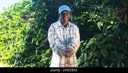 Donna contadina americana africana che mostra raccolti chicchi di caffè rosso nelle sue mani. Donna contadina sta raccogliendo caffè in azienda, caffè arabica. Foto Stock