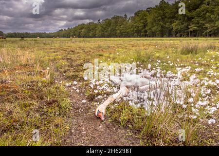 Morto muto cigno (colore Cygnus) carcassa in paesaggio naturale. Questa preda fu catturata dalla volpe. La fauna selvatica scena in natura. Paesi Bassi. Foto Stock