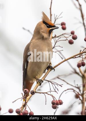 L'alveo boemo (Bombycilla garrulus) è un uccello passerino di medie dimensioni. Si alleva nel Nord Europa e in inverno può migrare fino a sud Foto Stock