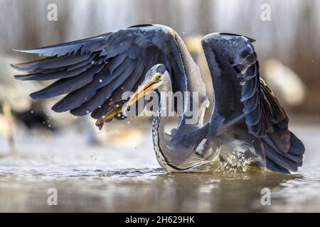 Airone grigio (Ardea cinerea) che cattura il pesce nero della testa di corone con le ali sparse al lago csaj, Parco Nazionale di Kiskunsagi, Pusztaszer, Ungheria. Febbraio. it fe Foto Stock