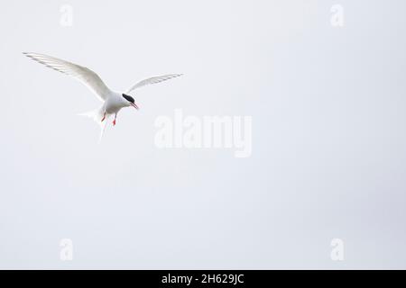 una terna artica in islanda. Foto Stock