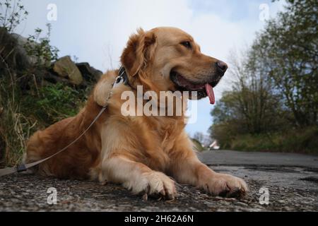 golden retriever cane che riposa a terra mentre sul lungo cammino nel paese con colletto e piombo Foto Stock