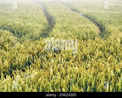 nuvole su campo di mais nel lechfeld Foto Stock