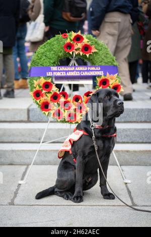 Winslow, un cane guida in formazione, attende pazientemente vicino alla Tomba del Milite Ignoto dopo una cerimonia del giorno della memoria a Ottawa, Ontario. Foto Stock