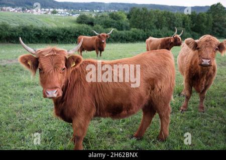 mucca, mucche, bestiame scozzese delle highland, pelliccia di scagro, corna lunghe, mandria, bestiame delle highland Foto Stock