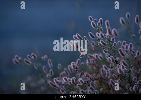 clover lepre (trifolium arvense), infiorescenze alla luce della sera, germania Foto Stock