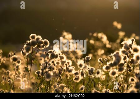 cardo di campo (arvense cirsium), semi baccelli brillano nella retroilluminazione, luce della sera, germania Foto Stock