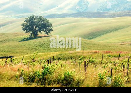 albero solitario nel verde delle dolci colline di crete senesi,asciano,siena,toscana Foto Stock