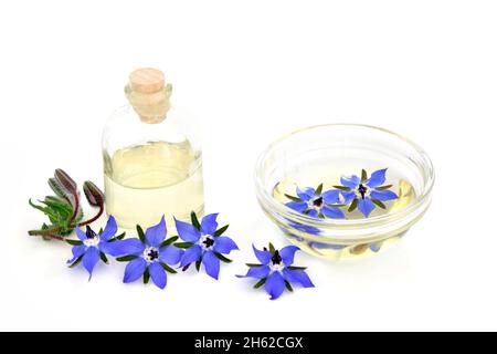 Fiori di borragine con bottiglia e infusione in ciotola. Usato in aromaterapia olio essenziale e medicina di erbe. Foto Stock